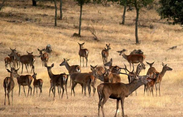 La Reserva de Caza de Cíjara recibe la etiqueta de calidad 'Wildlife Estates' por su valor como coto faunístico