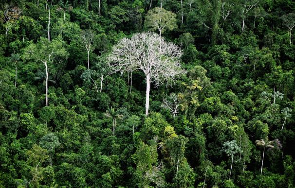 Selva amazónica brasileña.