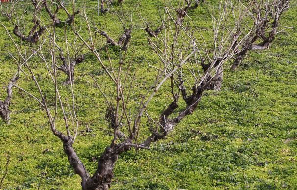 Las exportaciones de uva de la Región crecen un 32 por ciento en los últimos cinco años