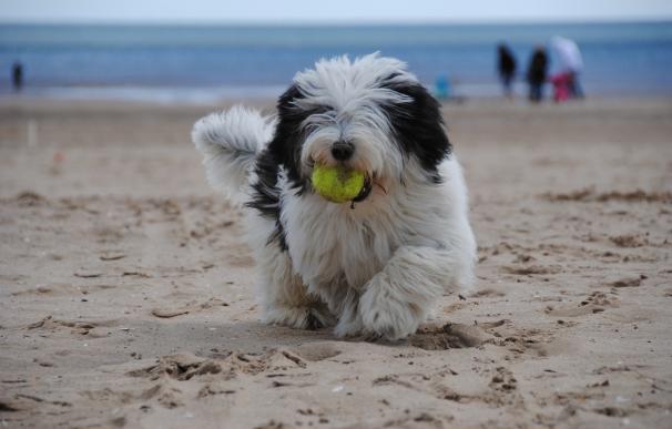 Practicar deporte en verano con los perros aporta beneficios emocionales y favorece la compenetración con el dueño