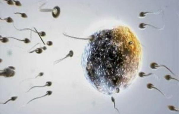 Espermatozoides de laboratorio