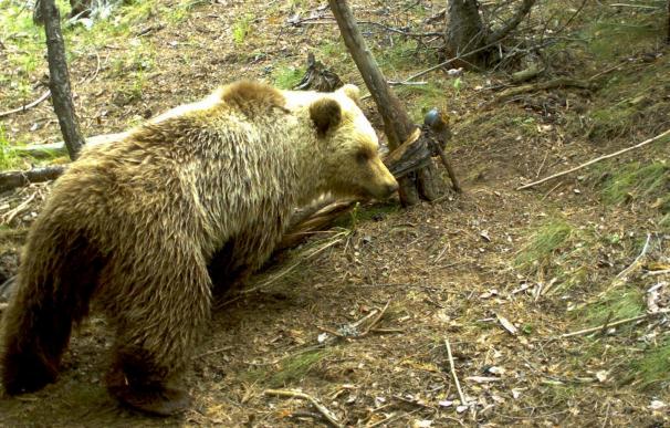El Gobierno de Aragón adeuda compensaciones por daños producidos por ataques de oso en 2014 y 2015