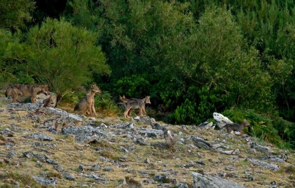 Los ataques de lobo en La Rioja son "esporádicos", según COAG
