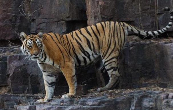 Muere a los 19 años la tigresa más longeva del mundo