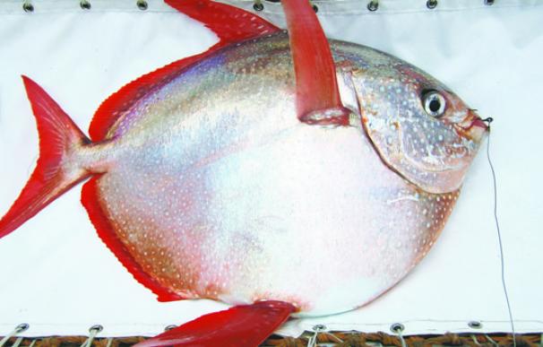 El pez Opah