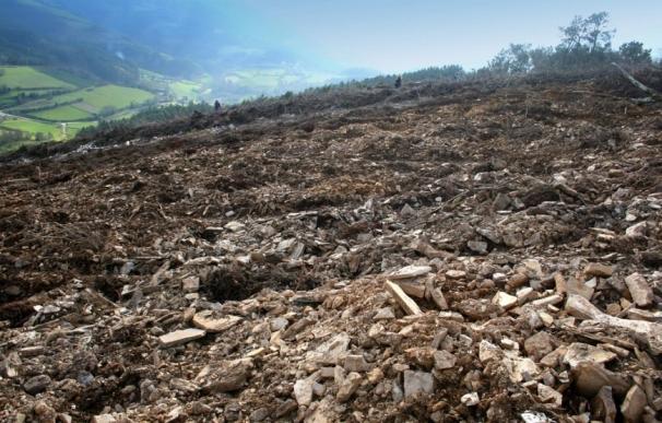 Presentan denuncia contra daños en 40 yacimientos arqueológicos en la provincia de Lugo por el eucalipto