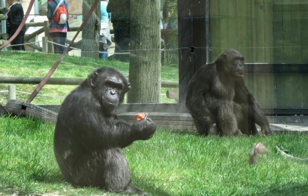 Crece la familia de chimpancés de Zoo Aquarium de Madrid