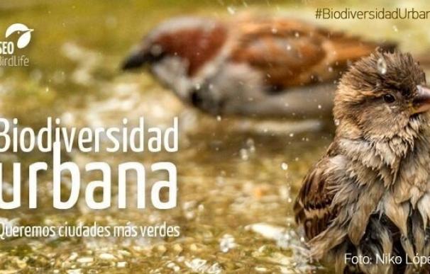 SEO/BirdLife lanza una campaña para impulsar la biodiversidad urbana coincidiendo con el Día del Medio Ambiente