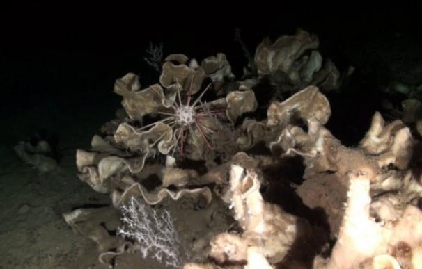 Arrecife de esponjas hallado en el mar entre Valencia y Baleares