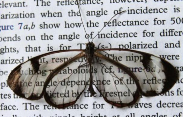 Fotografia de una mariposa de cristal sobre un texto, para demostrar su transparencia