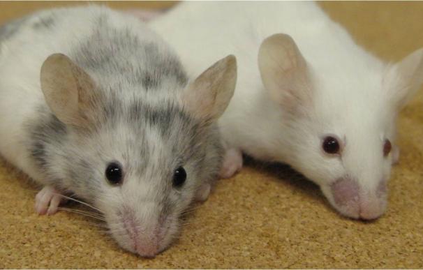 Investigadores logran controlar un circuito cerebral en ratones que altera el estado de ánimo