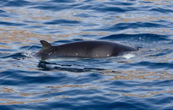 Avistan por vez primera un ejemplar de "ballena enana" en aguas de Murcia