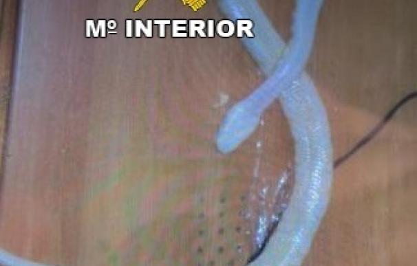 Investigado por vender por internet una serpiente pitón que llegó muerta al comprador en Alcaudete (Jaén)