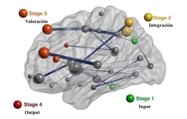 Investigadores descubren que la semejanza en una red de conexiones cerebrales predice el parecido psicológico