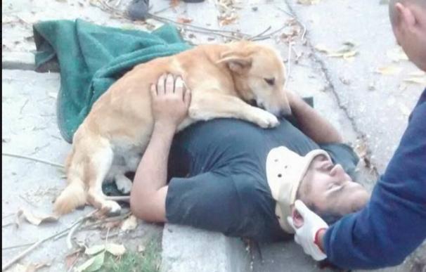La imagen de un perro que no abandonó a su dueño tras un accidente se vuelve viral