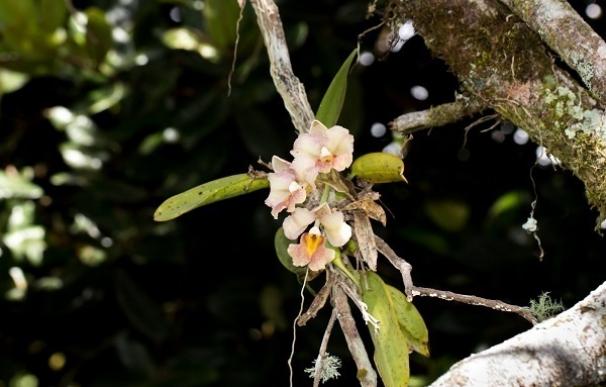 Las orquídeas tropicales se comportan como plantas de sombra pese a crecer sobre los árboles
