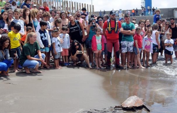 Devuelven al mar en Las Palmas de Gran Canaria cinco tortugas que fueron rescatadas en aguas de las islas
