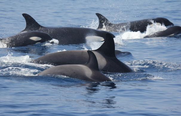 Aprobado el Plan de Conservación de la orca del Estrecho y golfo de Cádiz para la protección de la especie