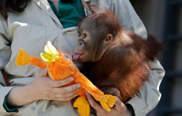 Boo, el bebé orangután del zoo de Madrid, ya tiene padrino