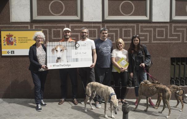 Asociaciones animalistas entregan más de 100.000 firmas al Gobierno para que prohíba la caza con galgos
