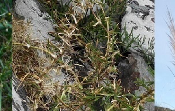 Desarrollo Rural organiza una jornada de campo para eliminar plantas invasoras en la playa de Frexulfe