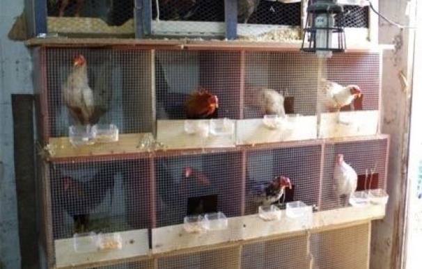Desmantelan en La Punta un corral dedicado a la cría de gallos de pelea