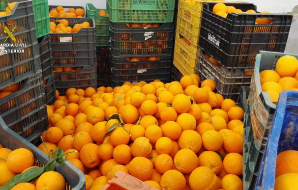 Investigados un padre y un hijo por el presunto hurto de 65.000 kilos de naranja en Brenes