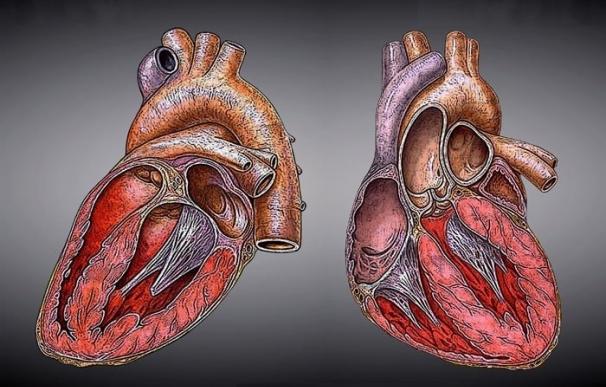 Las enfermedades cardiovasculares causan un tercio de las muertes en todo el mundo