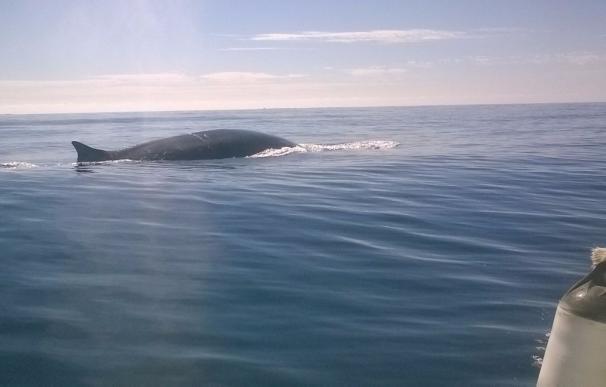 Tres ballenas rorcuales recorren la costa alicantina en su migración hacia el Estrecho de Gibraltar