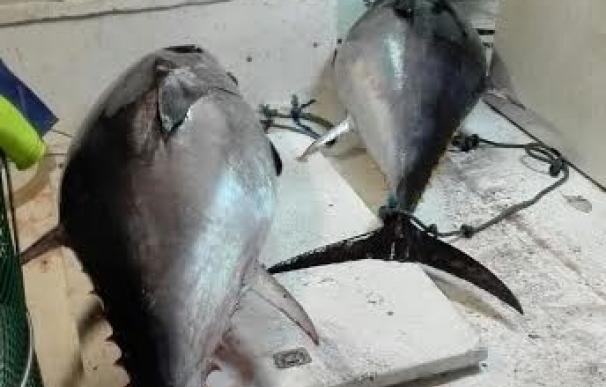 Intervenidos en el puerto de Roquetas de Mar 28 atunes rojos pescados ilegalmente