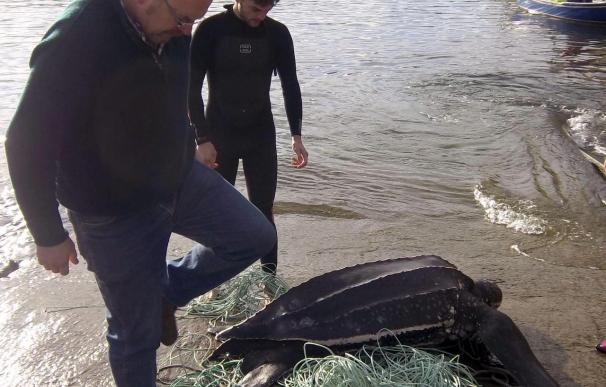 Liberada en Asturias una tortuga laúd de 170 kilos atrapada en una red