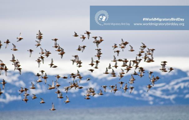 Las aves migratorias han cambiado sus rutas y rutinas de viaje en las últimas décadas, según el Programa Migra