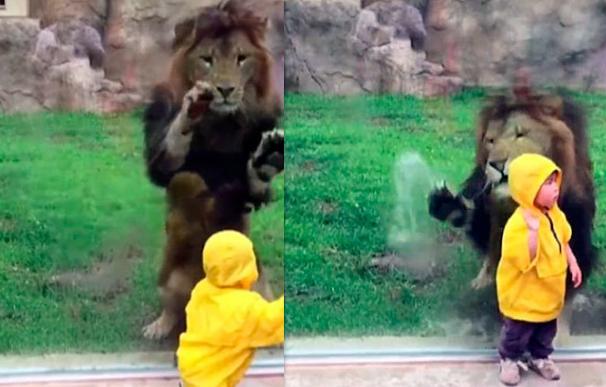 El ataque a un niño de un león en un zoo de Japón, frenado por el cristal de la jaula