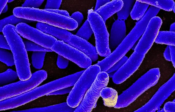 Investigadores españoles resucitan una proteína 'fósil' de 4.000 millones de años en bacterias que las protege de virus