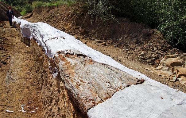 Expondrán al público el tronco fósil hallado en la Sierra Norte de Sevilla
