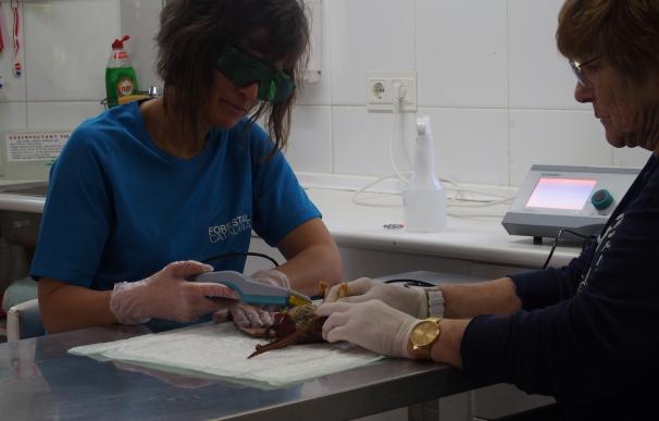 Un centro de fauna de Lleida trata con laserterapia pájaros heridos en instalaciones eléctricas