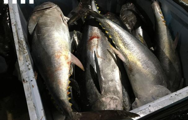 Denunciada una empresa por intentar vender atún rojo ilegalmente y sin garantías
