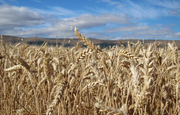 Allianz lanza un seguro integral para explotaciones agrícolas y ganaderas