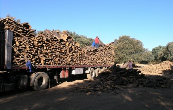 La campaña de corcho en Extremadura producirá unas 23.000 toneladas e ingresará unos 28 millones de euros