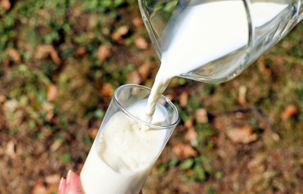 Un vaso de leche tiene tanto calcio absorbible como 6-7 raciones de verduras o legumbres