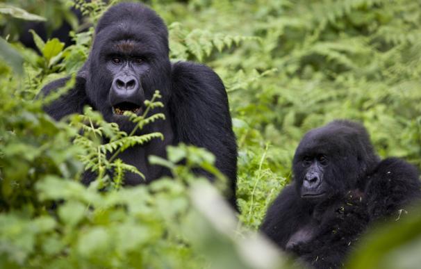 El turismo de gorilas en África, un negocio de doble filo.