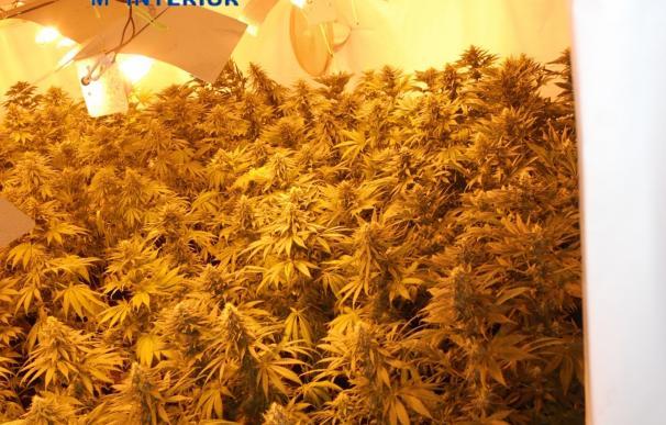 Detenidos dos jóvenes acusados de cultivar 410 plantas de marihuana en su casa de Torrent