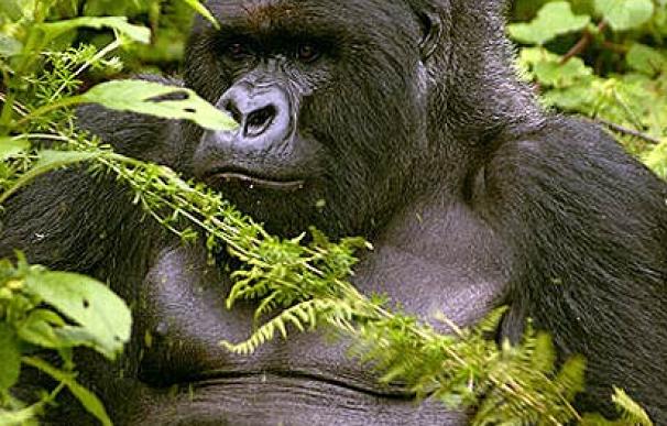 La población de los gorilas de montaña de Ruanda está a salvo, según las autoridades (Imagen: Chemainus, BC, Canada)
