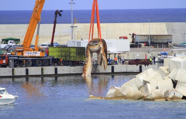 Trasladan al vertedero la ballena muerta que apareció el sábado en la playa de Lloret