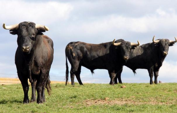 Casi mes y medio de toros en Madrid, este año con más figuras que nunca