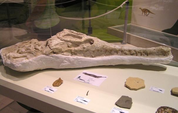 El Museo Paleontológico de Elche (MUPE) expone un cráneo de cocodrilo de 68 millones de años