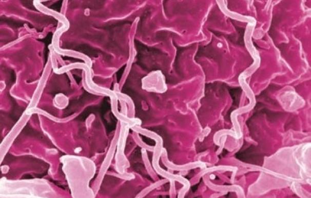 Un panel de expertos destaca los grandes beneficios del cribado de la sífilis en grupos de riesgo asintomáticos