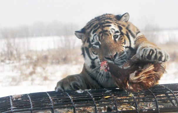 La pobreza genética amenaza la supervivencia del tigre siberiano, según un estudio