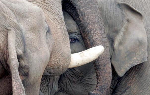 El zoo de Moscú regala dos elefantes a Valencia por no poder hacerse cargo de ellos