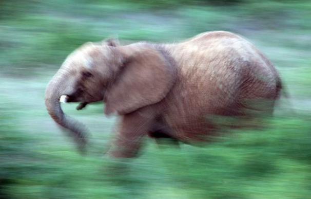 Un elefante joven corriendo en Kenia